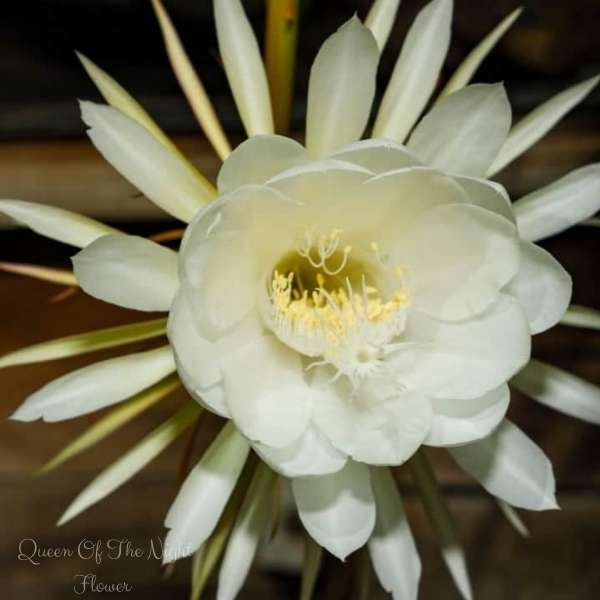 queen of the night flower meaning