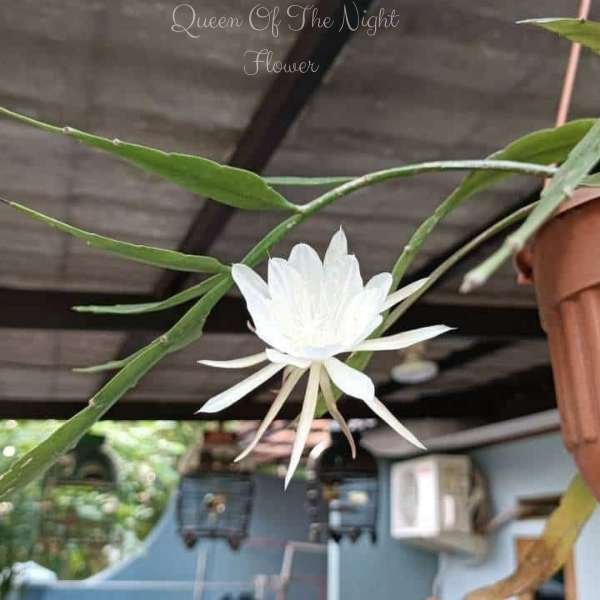 queen of the night flower meaning