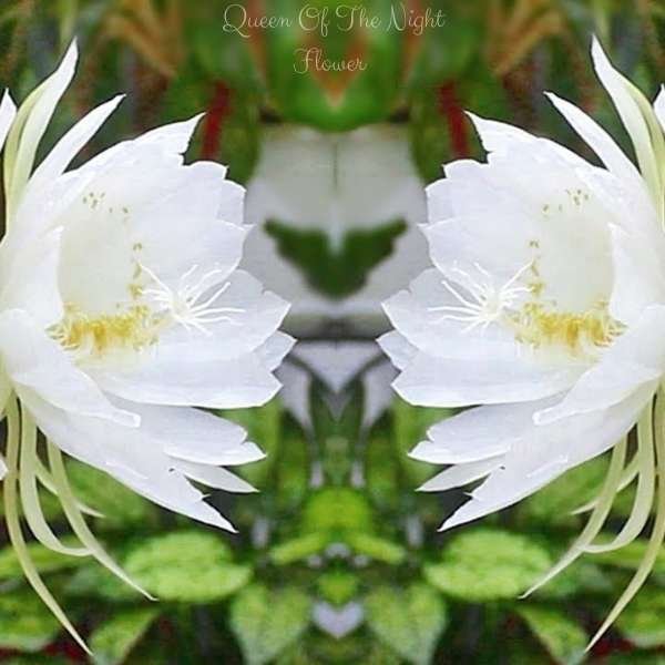 queen of the night flower meaning