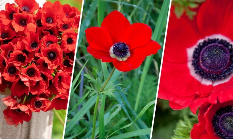 red anemone flower meaning