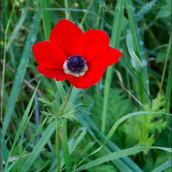 red anemone flower meaning