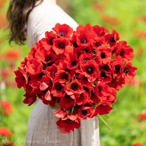 red anemone flower meaning