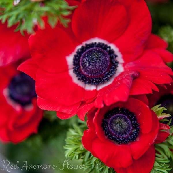 red anemone flower meaning