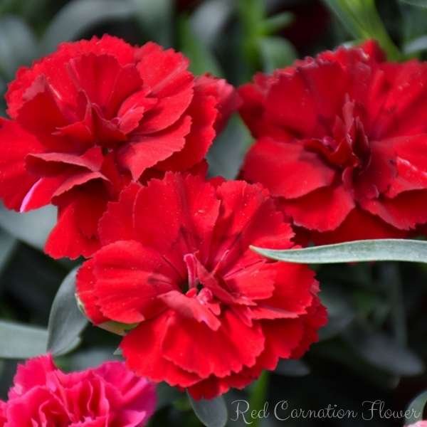 red carnation flower meaning