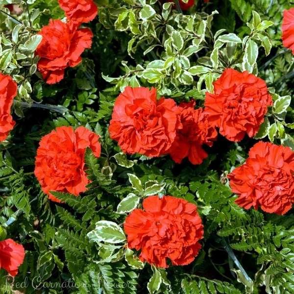 red carnation flower meaning