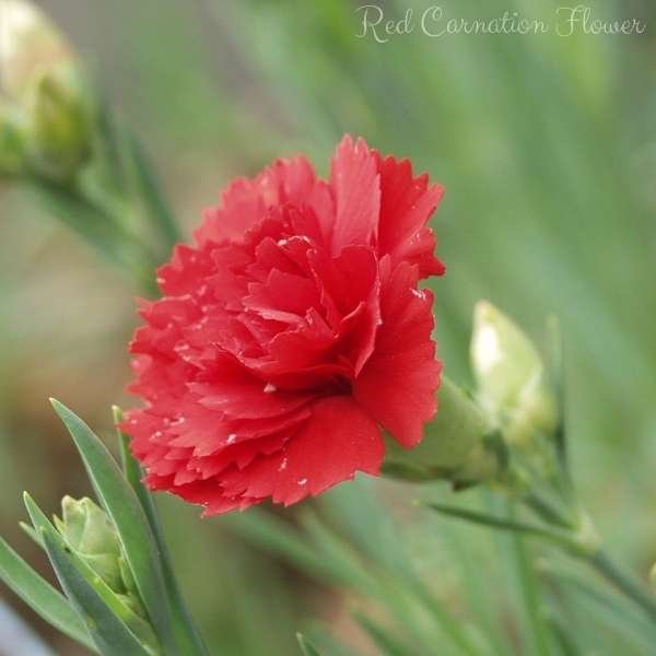red carnation flower meaning
