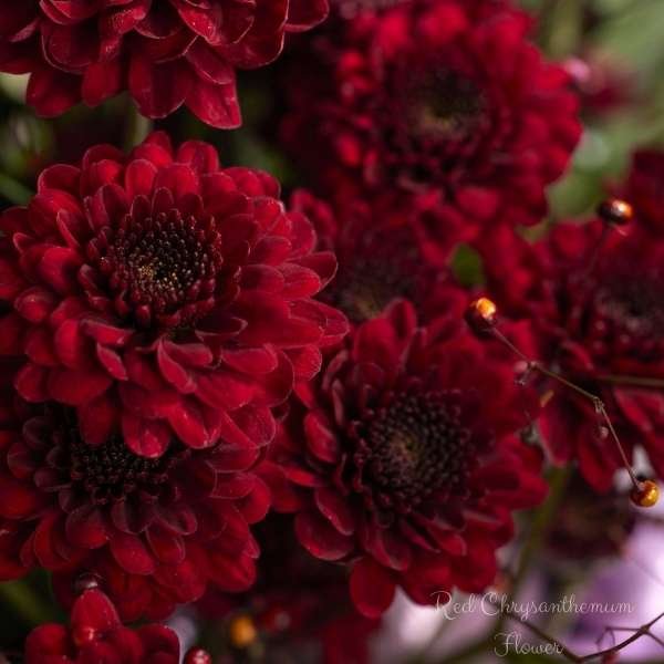 red chrysanthemum flower meaning