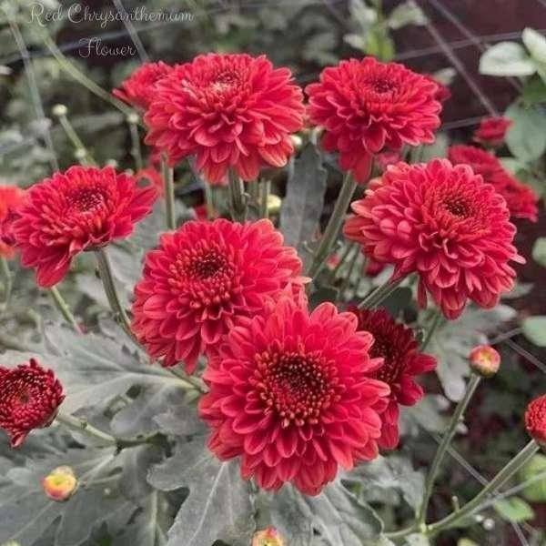 red chrysanthemum flower meaning