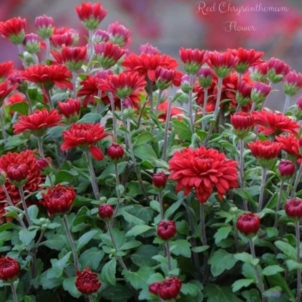 red chrysanthemum flower meaning