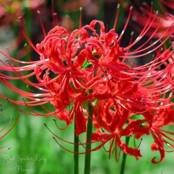 red spider lily flower meaning