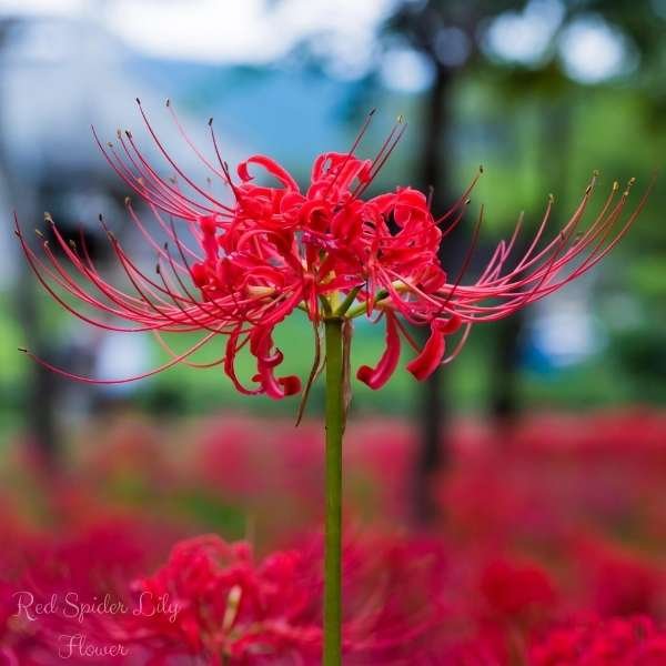 red spider lily flower meaning