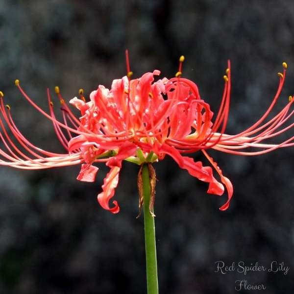 red spider lily flower meaning