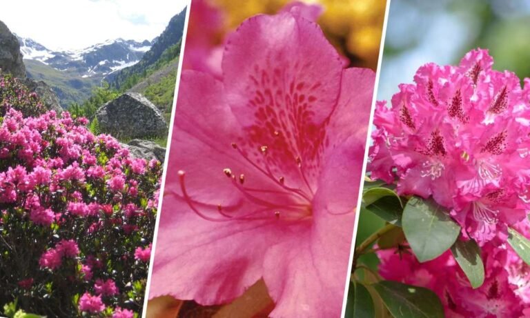 rhododendron flower meaning