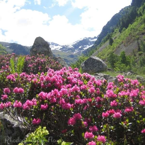 rhododendron flower meaning