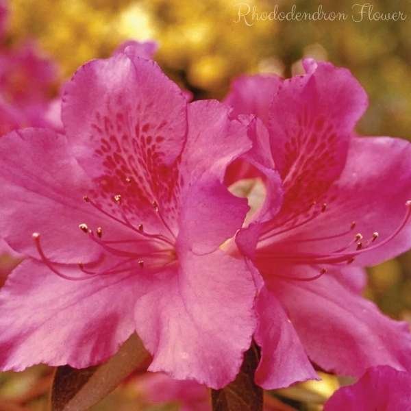 rhododendron flower meaning