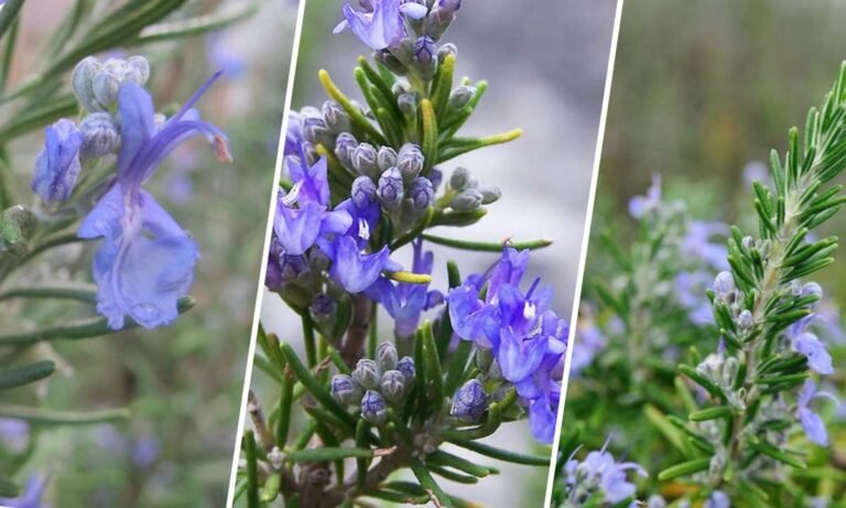 rosemary flower meaning