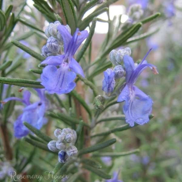 rosemary flower meaning
