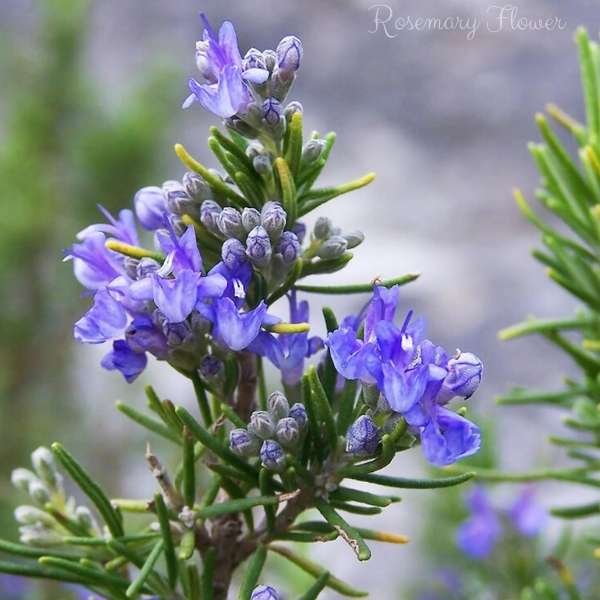 rosemary flower meaning