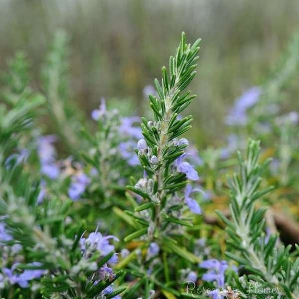rosemary flower meaning