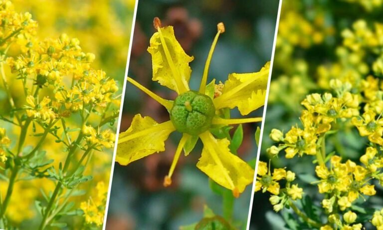 rue flower meaning