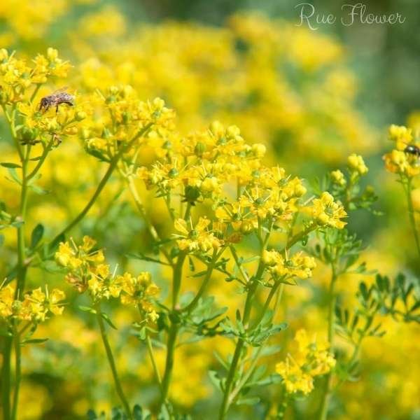 rue flower meaning