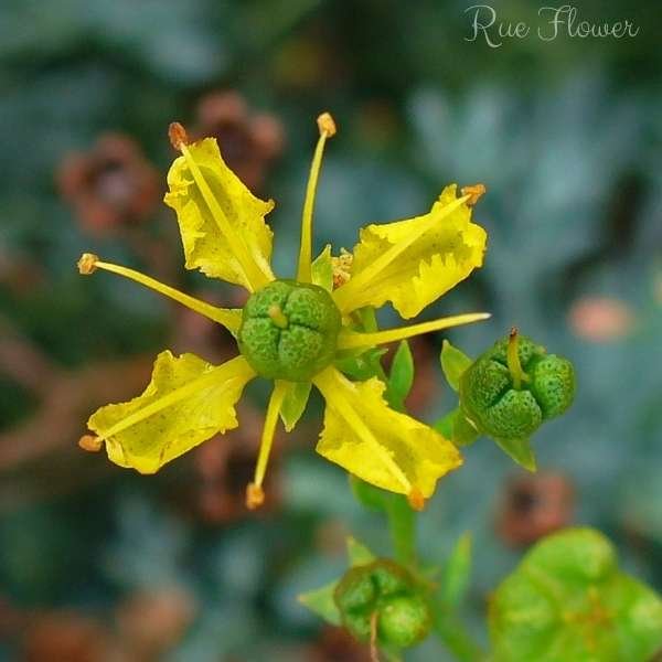 rue flower meaning