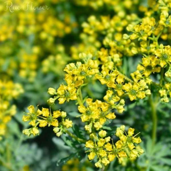 rue flower meaning