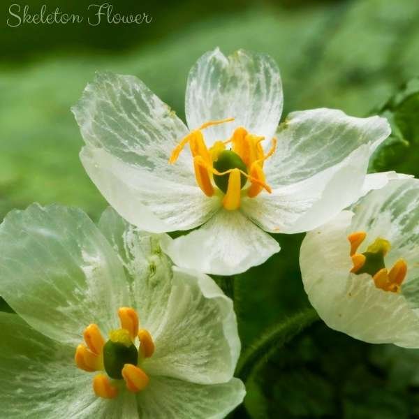 skeleton flower meaning