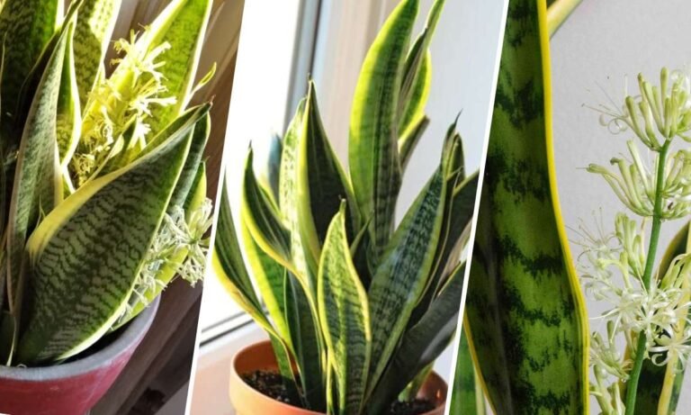 snake plant flower meaning
