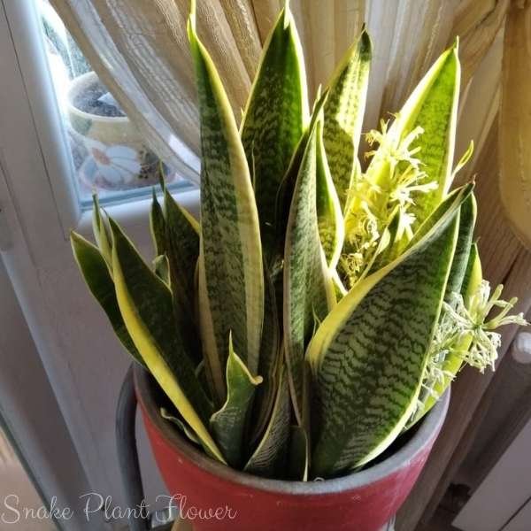 snake plant flower meaning
