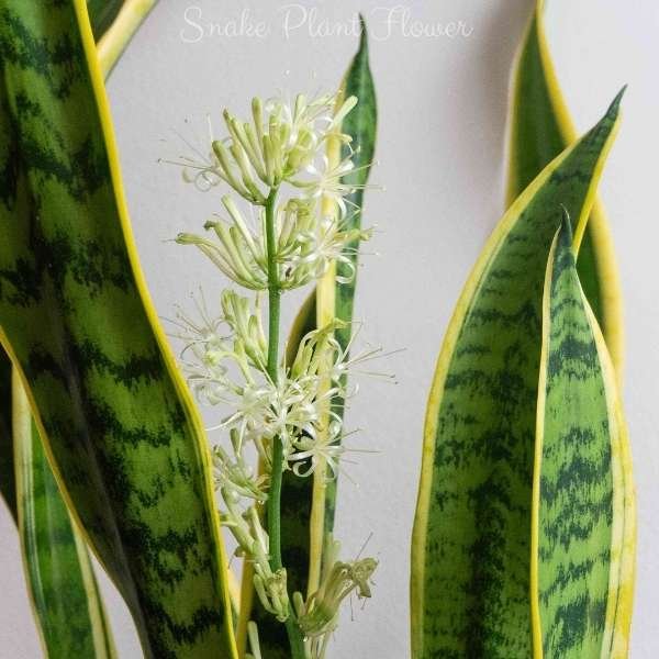 snake plant flower meaning