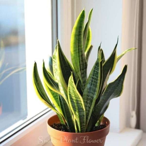 snake plant flower meaning