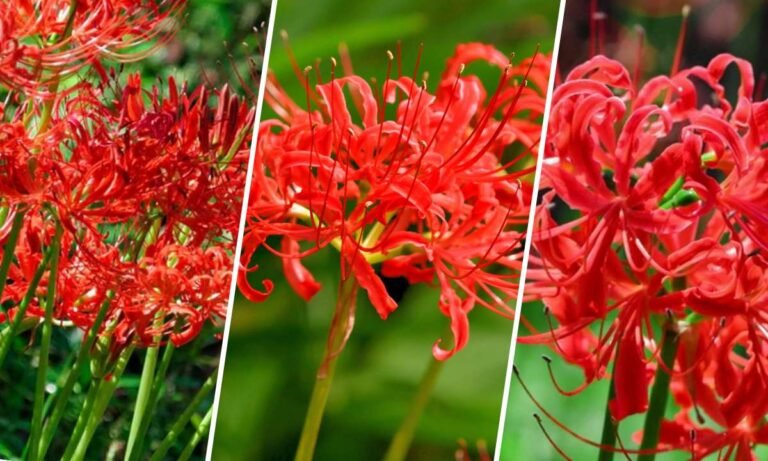 spider lily flower meaning