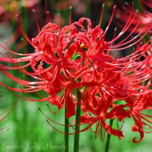 spider lily flower meaning