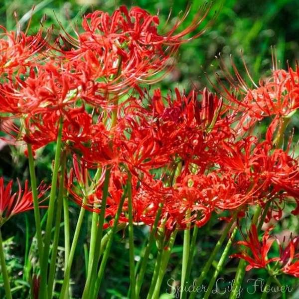 spider lily flower meaning