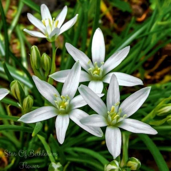 star of bethlehem flower meaning