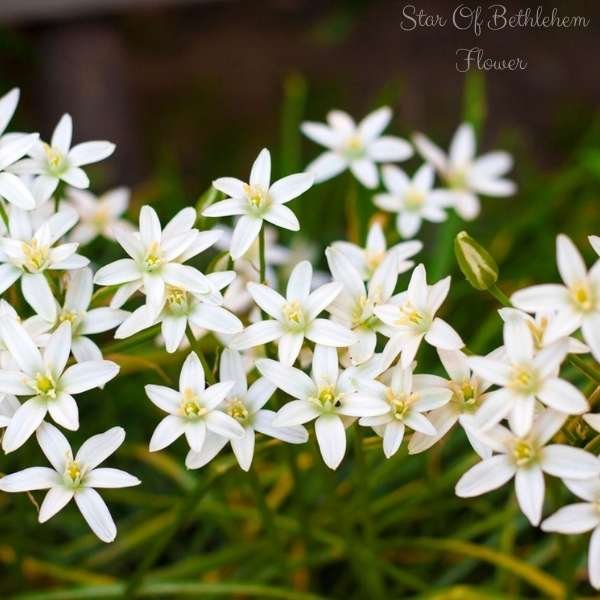 star of bethlehem flower meaning
