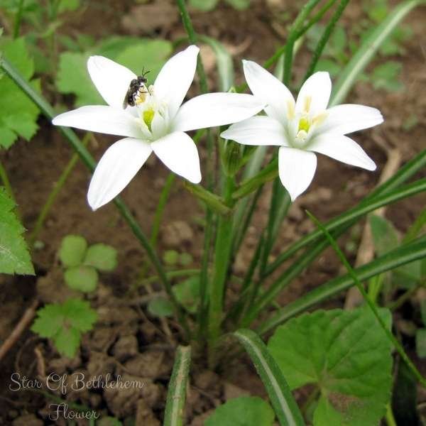 star of bethlehem flower meaning