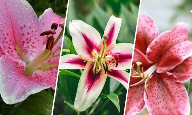 stargazer flower meaning