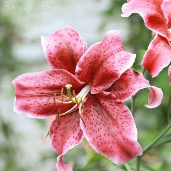 stargazer flower meaning