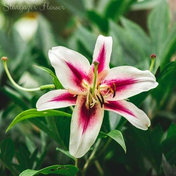 stargazer flower meaning