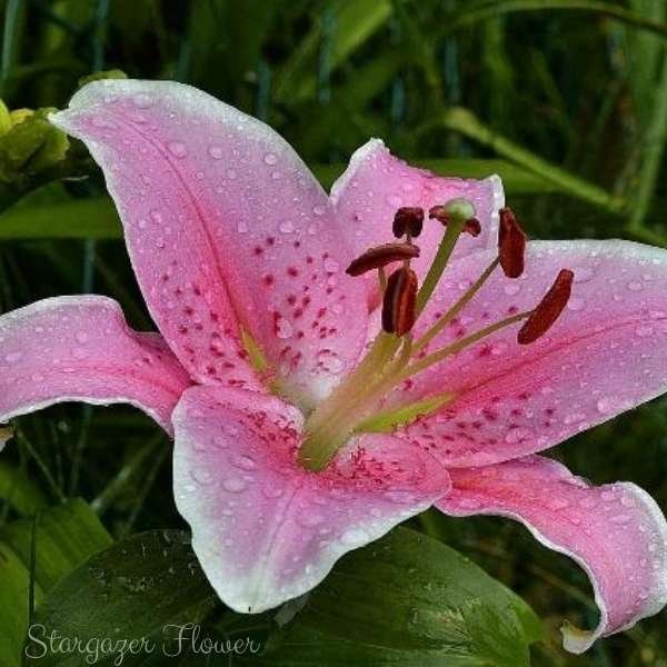 stargazer flower meaning