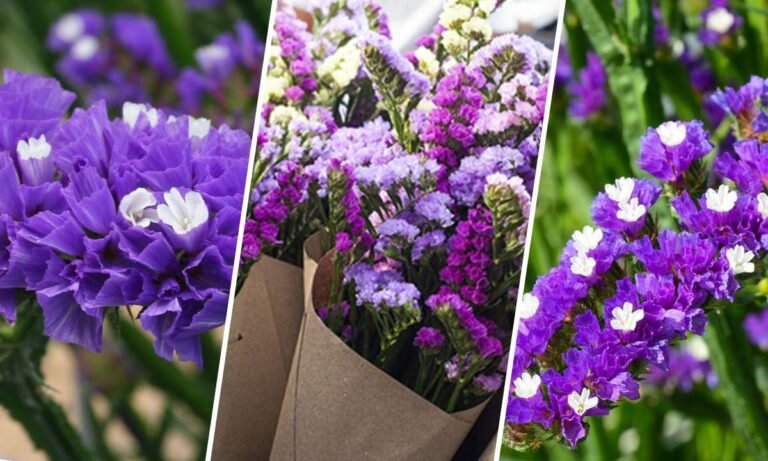 statice flower meaning
