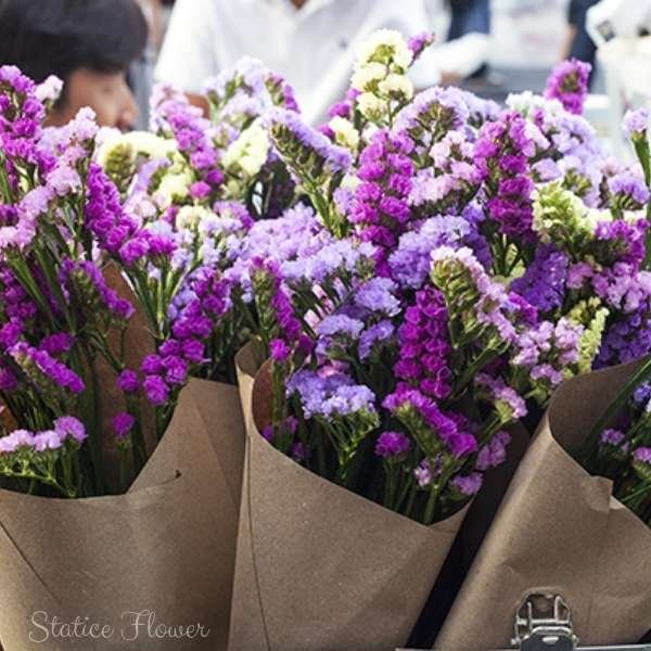 statice flower meaning
