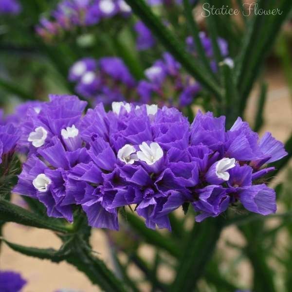 statice flower meaning