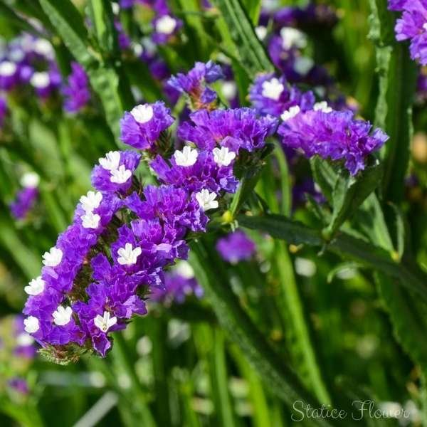 statice flower meaning