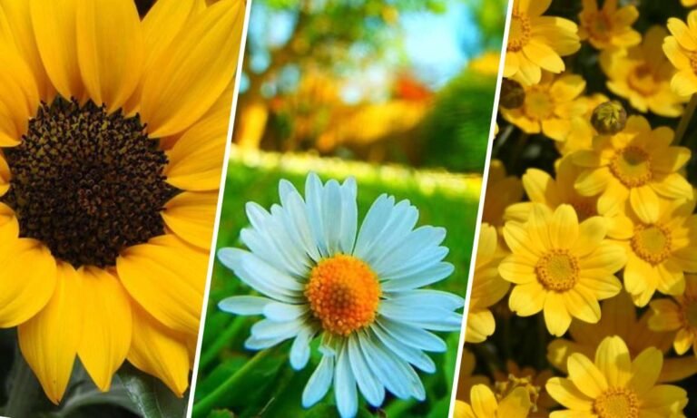 sunshine flower meaning