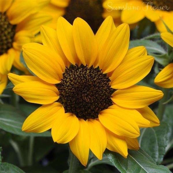 sunshine flower meaning