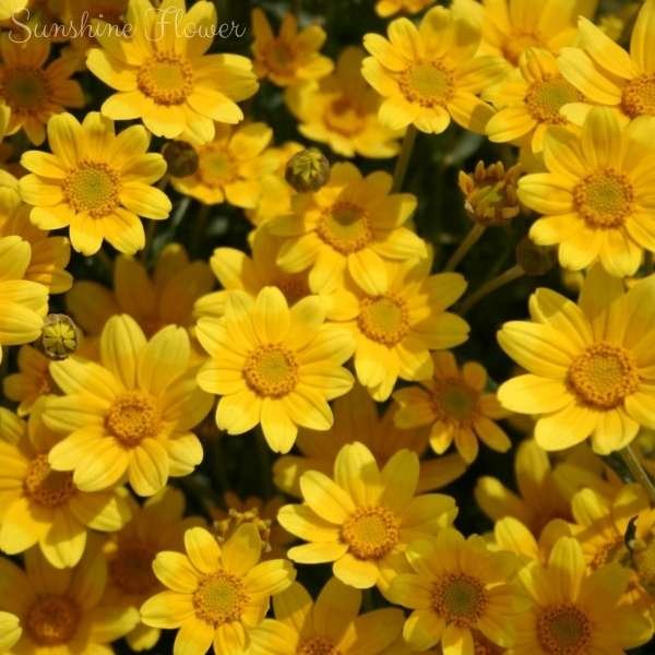 sunshine flower meaning