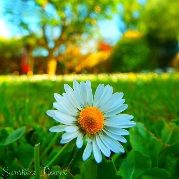 sunshine flower meaning